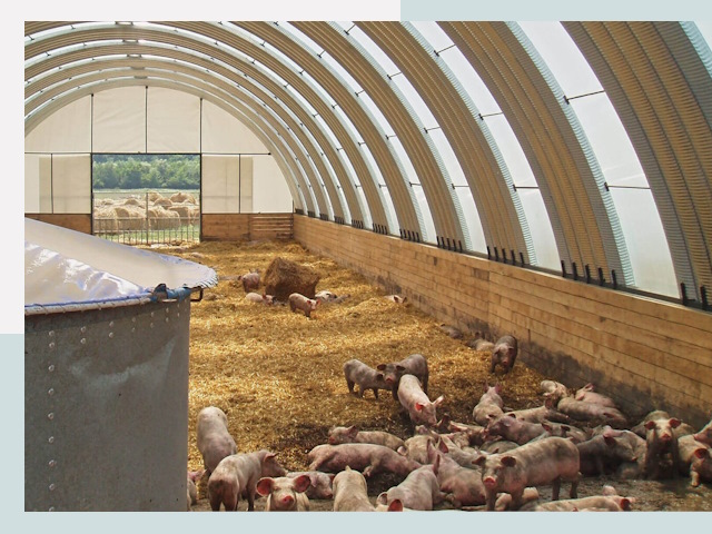 Строительство свинарников в Вичуге